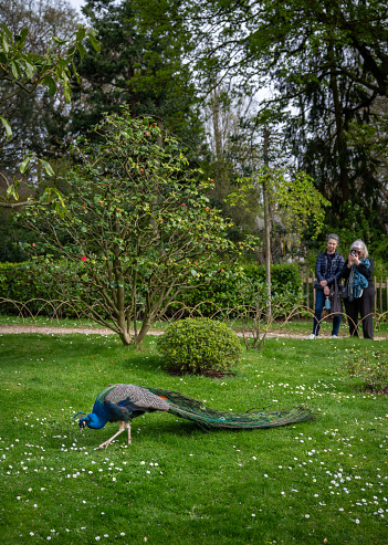 London, UK: People watching a peacock in Kyoto Garden, a Japanese garden in Holland Park, a public park in the London borough of Kensington. Indian peafowl (Pavo cristatus).