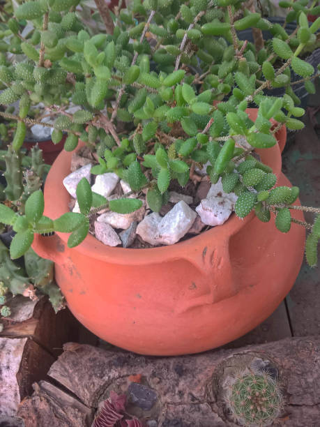 Cactus in a pot on a wooden background. Cactus in a pot stock photo