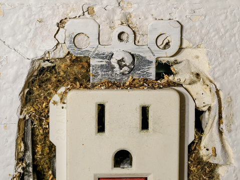 A GFCI outlet receptacle damaged by sugar ants. Ants and debris inside and outside of the outlet. Series of 5 photos showing damage.