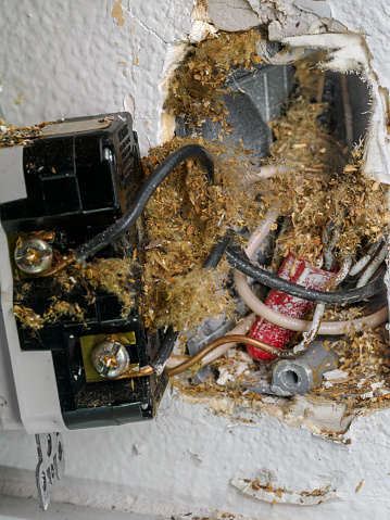 A GFCI outlet receptacle damaged by sugar ants. Ants and debris inside and outside of the outlet. The GFCI removed from box, but still connected to wires. Series of 5 photos showing damage.