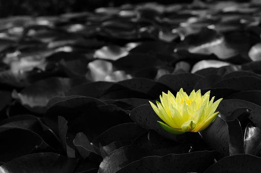 Yellow Water Lily in Black and White Background