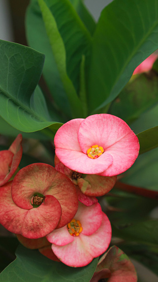 Euphorbia milii, the crown of thorns, Christ plant, or Christ thorn, is a species of flowering plant in the Spurgeon family Euphorbiaceae. Ornamental houseplant. Woody succulent subshrub or shrub.