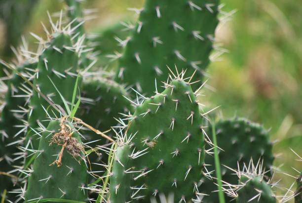 istock There are also cacti in the Meridian Andes. 2148899605