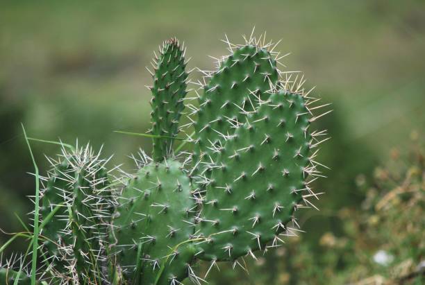 istock There are also cacti in the Meridian Andes. 2148899618