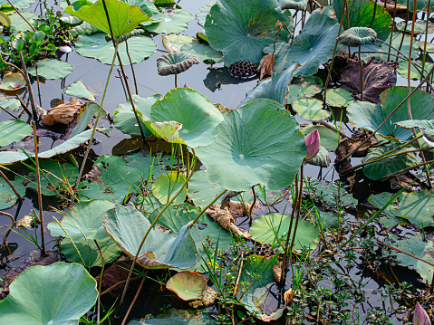 asia lotus