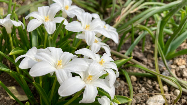istock Lots of white chionodoxa in spring 2148899801