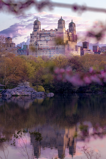 The Central Park Reservoir and cherry blossoms