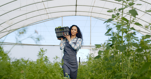 Woman, portrait and greenhouse vegetables for agriculture sustainability for farming land, small business or produce. Female person, face and smile or gardening environment, supply chain or organic