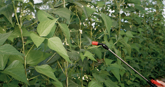 Garden, pesticide and farmer spray on plants for agriculture, growth or sustainability in summer. Closeup, herbicide and protection of green vegetables with insecticide on natural or organic leaves