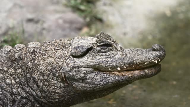 Crocodile Lying in Wait, Close-Up in Natural Habitat