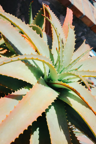 istock Aloe Plant Close up 2148901300