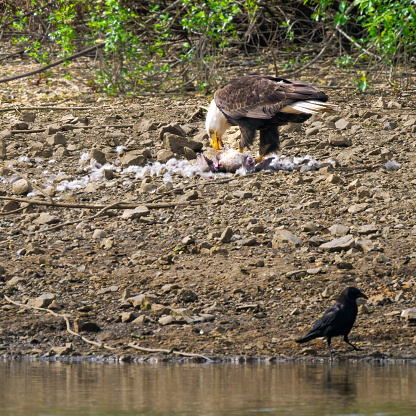 A wild bald eagle on a wetland pond shore. It had just captured the goose in mid-air and took it to the ground to eat. Not captive.