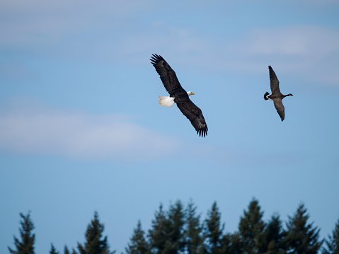 A flying bald eagle chasing a goose over a wetland pond that is not shown. Other photos show him with caught goose and eating it. Taken in the Pacific Northwest.