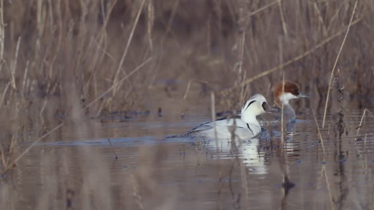 Pair birds of Smew ( Mergellus albellus ), male and female, swim in the water on a sunny spring morning.