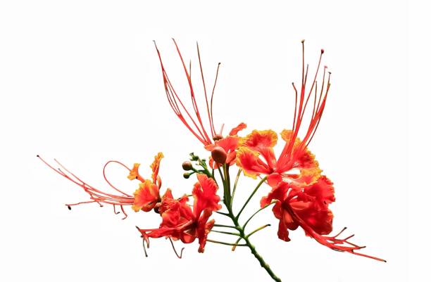 peacock flower peacock flower with orange petal on isolated white background. peacock flower has latin named caesalpinia pulcherrima from fabaceae family. peacock flower commonly call caesalpinia flamboyant pride of barbados flower stock pictures, royalty-free photos & images