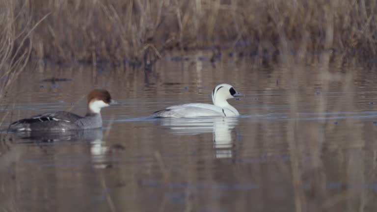 Pair birds of Smew ( Mergellus albellus ), male and female, swim in the water on a sunny spring morning.