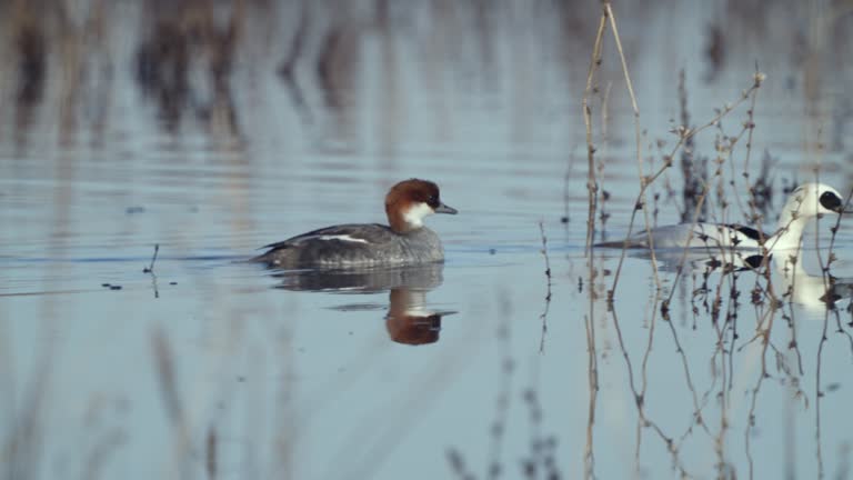 Pair birds of Smew ( Mergellus albellus ), male and female, swim in the water on a sunny spring morning.