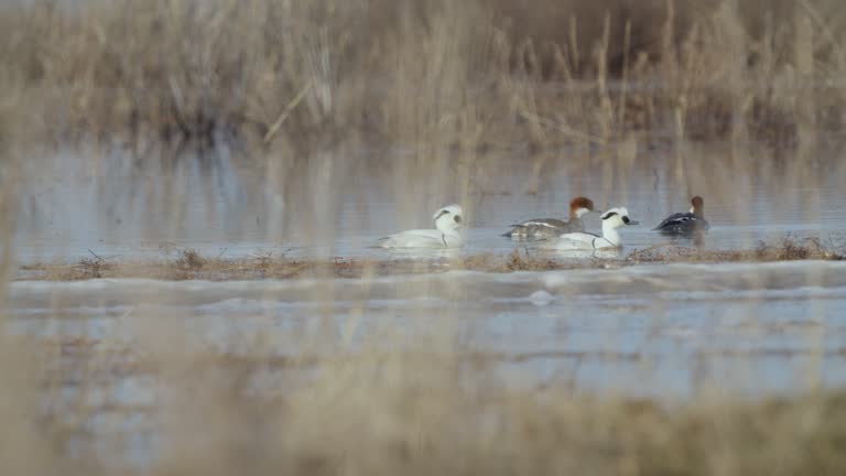 Pair birds of Smew ( Mergellus albellus ), male and female, swim in the water on a sunny spring morning.