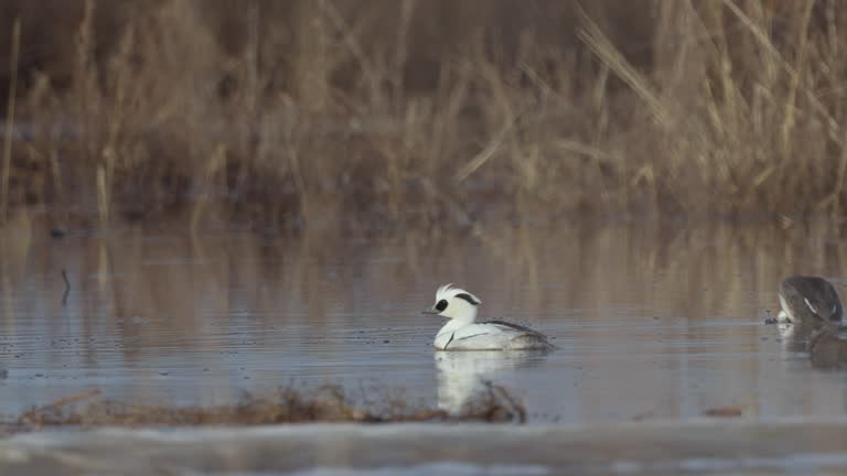 Pair birds of Smew ( Mergellus albellus ), male and female, swim in the water on a sunny spring morning.