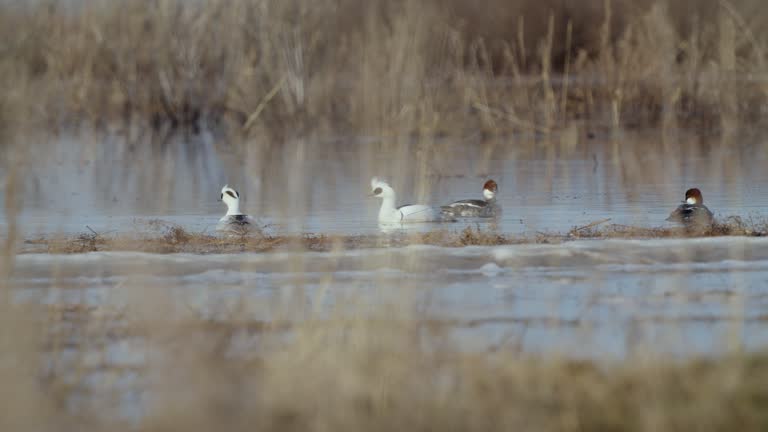 Pair birds of Smew ( Mergellus albellus ), male and female, swim in the water on a sunny spring morning.