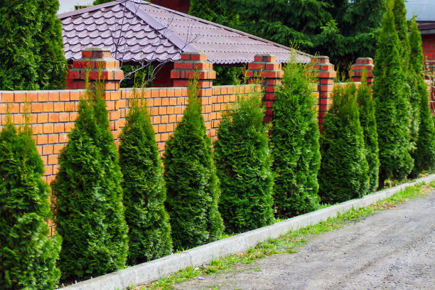 istock Evergreen trees lining a brick fence in a natural landscape 2148902791