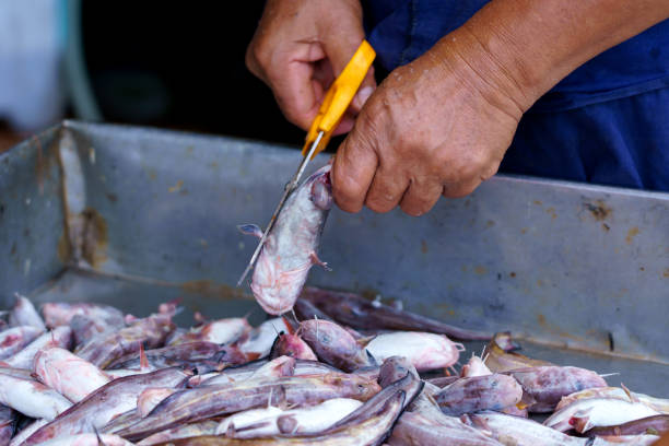istock Fish or catfish in the fish market 2148903774