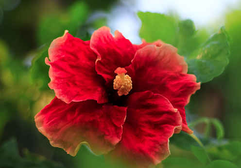 Hibiscus flower with red petal bloom in garden. Hibiscus flower has botanical name hibiscus rosa sinensis from malvaceae family. Hibiscus flower usually called rose mallow or shoeblackplant