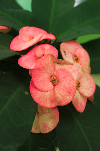 Euphorbia flower has pink petal. Euphorbia has latin named euphorbia milii. euphorbia from euphorbiaceae family. euphorbia flower have throns