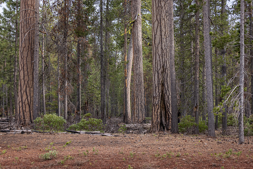 Beautiful ponderosa pine forest with its textured puzzle like bark in the Southern Oregon Cascades.