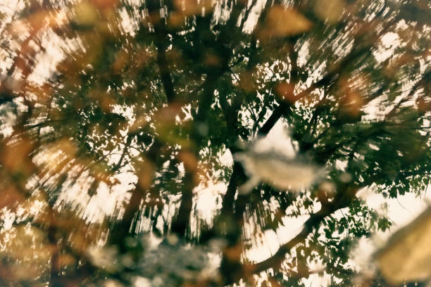 Reflection shot of falling leaves, branches, autumn colors