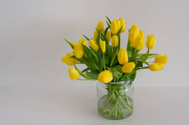 Yellow tulips on a glass vase against a pristine white background, leaving ample space for additional text.
