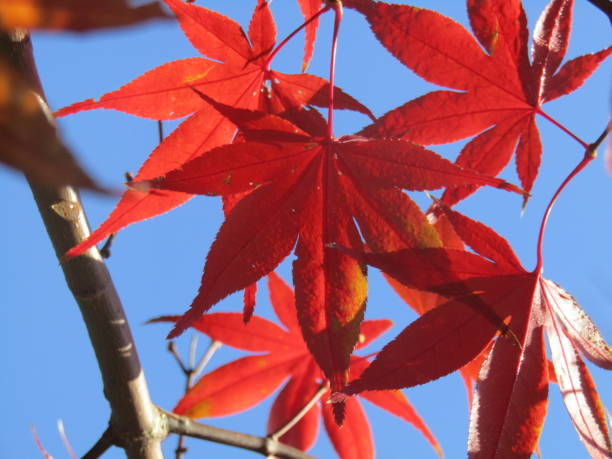 istock Japan. Red maple leaves against a clear blue December sky. 2148907180