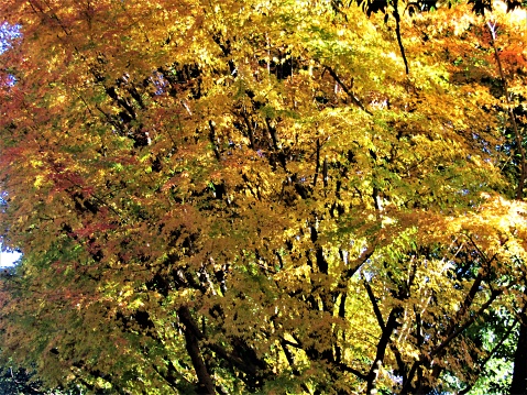 Sun shining through the yellow foliage of a gingko biloba tree. Fall or autumn beautiful scenery. Season concept.