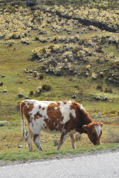 istock The Andes, crops and mountains. 2148907393