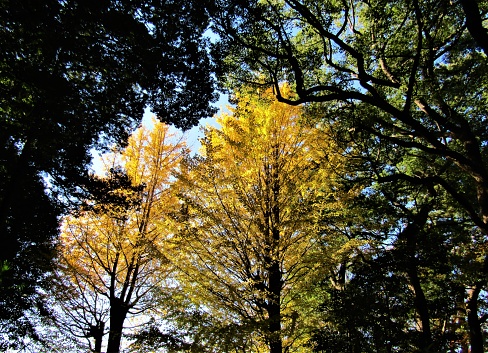 Sun shining through the yellow foliage of a gingko biloba tree. Fall or autumn beautiful scenery. Season concept.