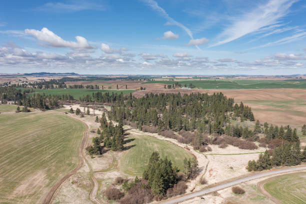 A rural landscape with a dirt road and trees A rural landscape with a dirt road and trees. The sky is blue and there are some clouds studland heath stock pictures, royalty-free photos & images