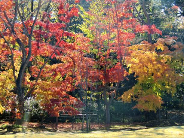 istock Japan. December. In the park. 2148907675