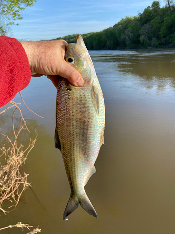 Photo of nice shad from the Potomac River in April in spring.  This was the best of the day.