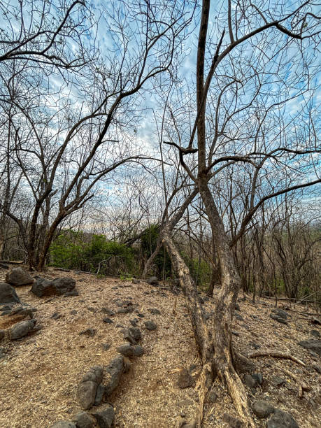 istock A barren landscape with a few trees and rocks 2148907971