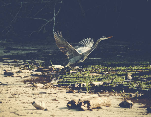 istock Great Blue Heron in Costa Rica 2148908046