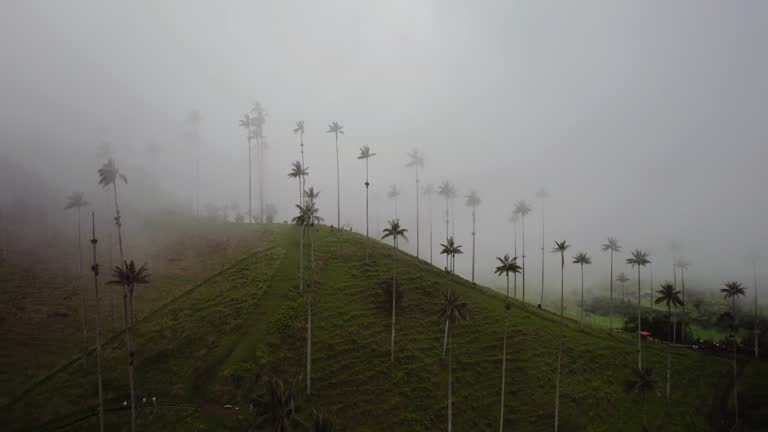 Highest Coconut Palm Trees Cocora Valley in Salento, Village in Colombia
