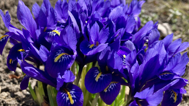 istock Full of navy blue iris on a sunny day 2148908099