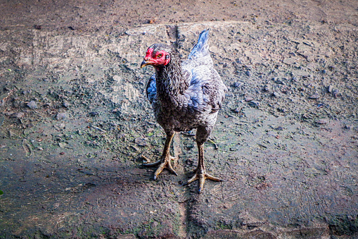 A pet hen stands in the yard