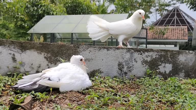 White doves are sunbathing in the garden
