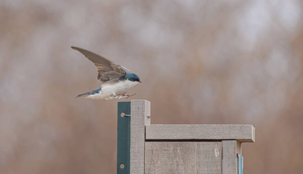 istock Tree Swallow  (Hirundinidae) About to Nail A Landing 2148910124