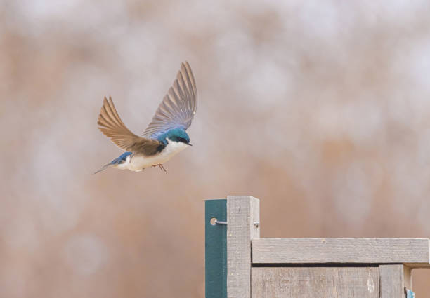 Tree Swallow About To Land On Bird House