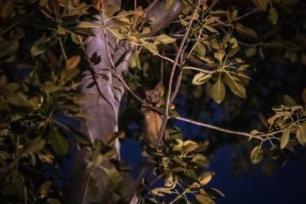 istock Urban Explorer: A Melbourne Possum’s Nighttime Adventure 2148910790