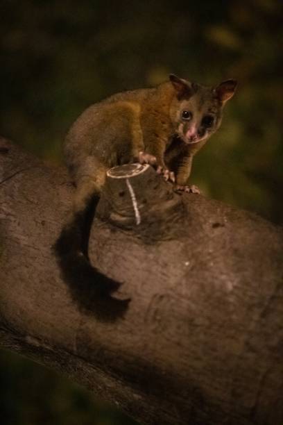 istock Urban Explorer: A Melbourne Possum’s Nighttime Adventure 2148910815