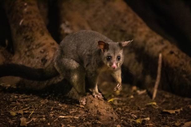 istock Urban Explorer: A Melbourne Possum’s Nighttime Adventure 2148910816