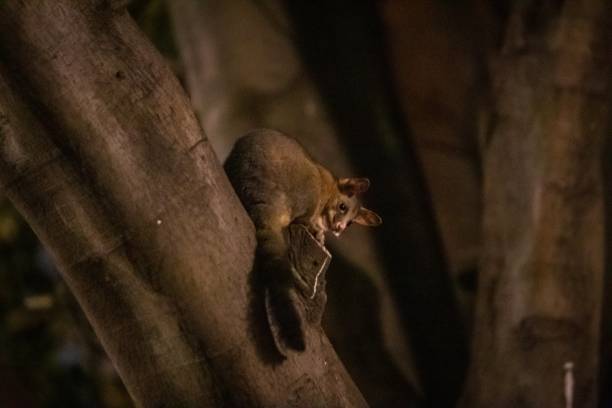 istock Urban Explorer: A Melbourne Possum’s Nighttime Adventure 2148910819